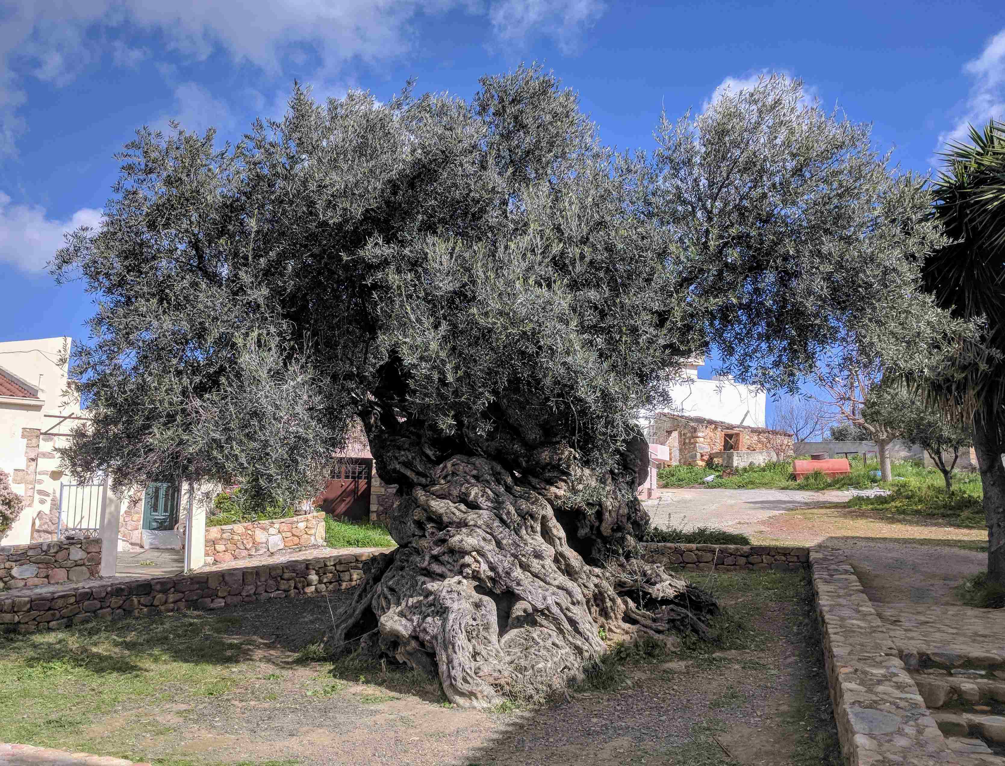 Nejstarší olivovník na Krétě